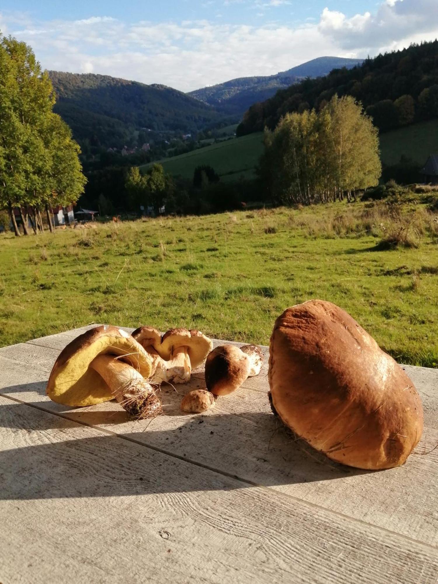 Domek W Gorach Sowich Pieszyce Εξωτερικό φωτογραφία